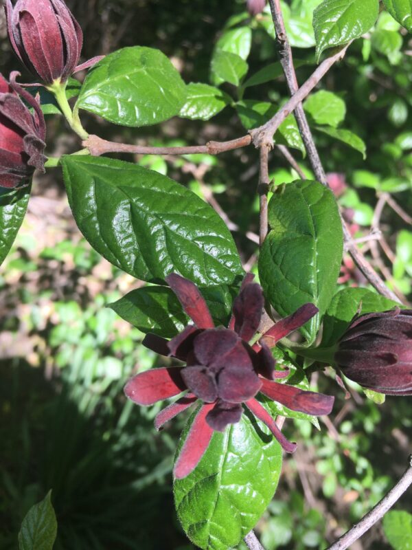 Calycanthus