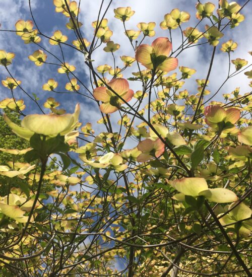 Dogwoods-2