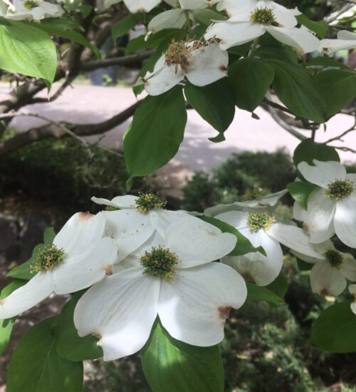 Dogwoods-4-scaled-e1640991192565