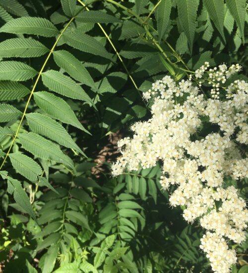 False-spiraea