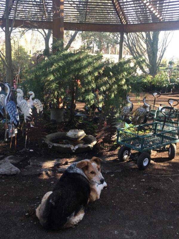 IMG_4866_Otis-and-weeping-hemlock