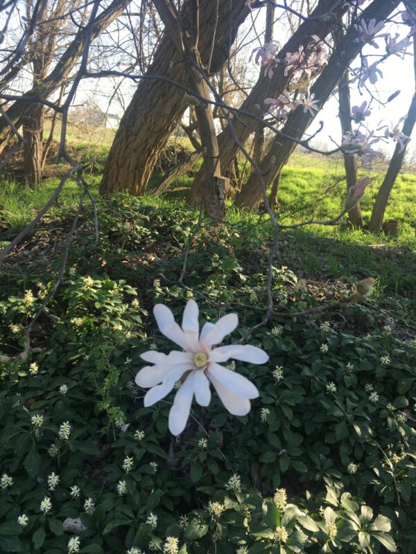 Magnolias-2-scaled-e1640991288582