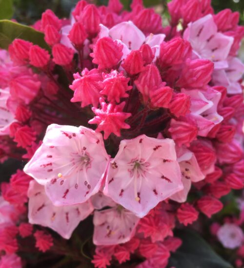 Mountain-Laurel-3