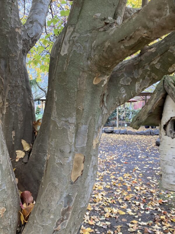 Parrotia-persica-ironwood-1