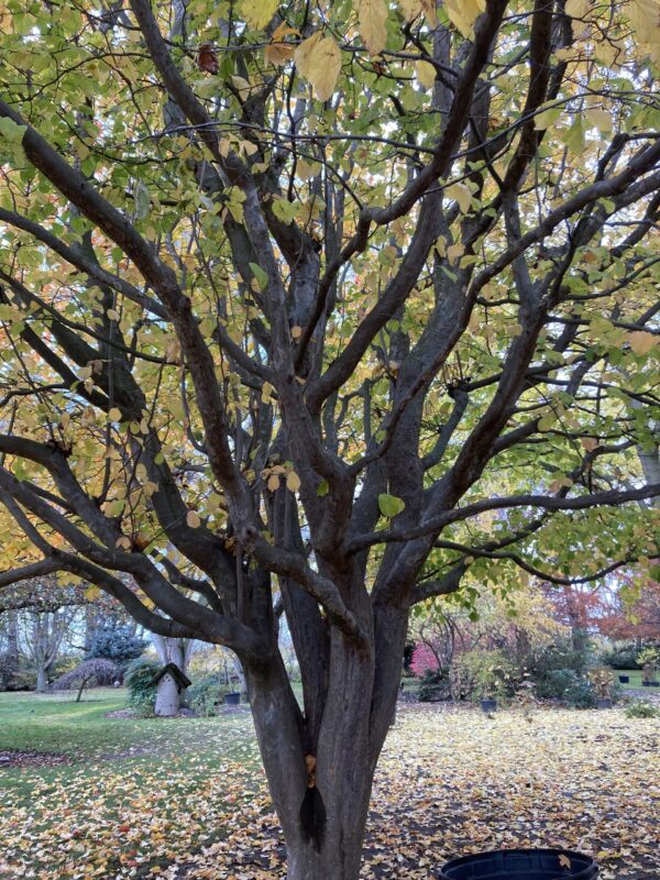 Parrotia-persica-ironwood-2-scaled-e1640991507967