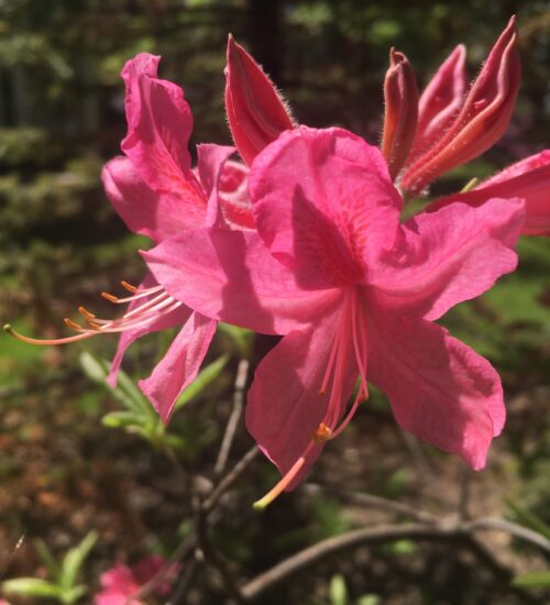 Rosy-Lights-Azalea