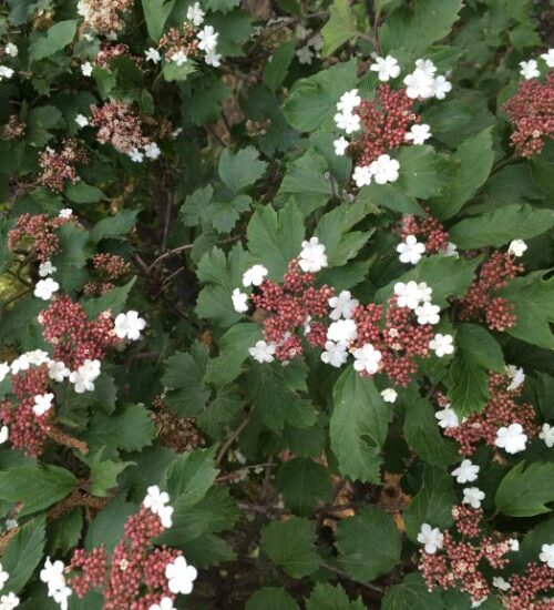 Viburnums-flowering-1-768x576