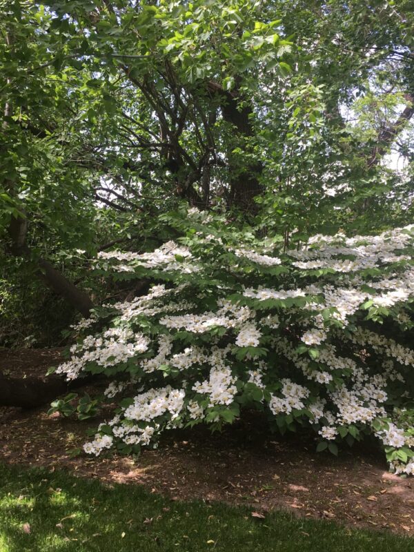 Viburnums-flowering-2